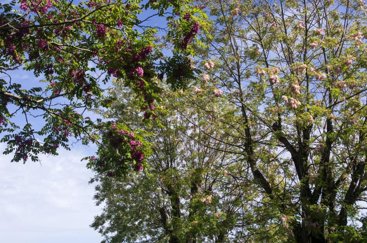 Logis Saint Leonard Bed and Breakfast Dompierre-sur-Mer Exteriör bild