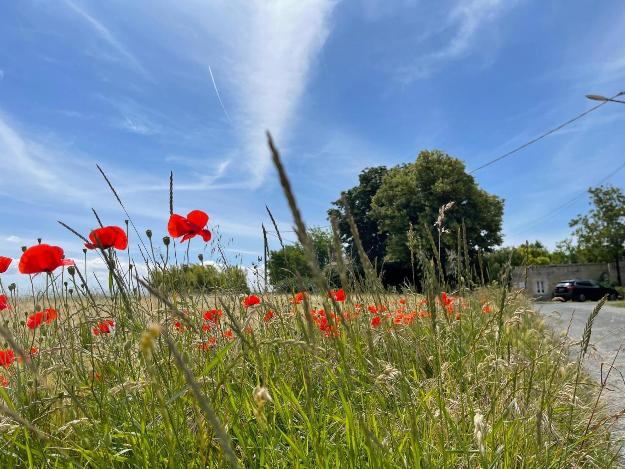 Logis Saint Leonard Bed and Breakfast Dompierre-sur-Mer Exteriör bild
